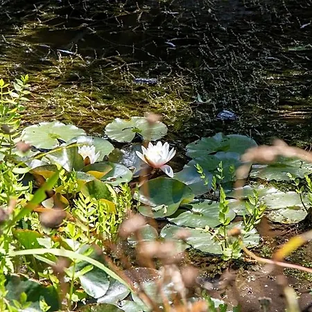 Marguerite 65 Rue Legout Lesage 76260 Et Marais Ponts-et-Marais